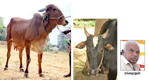 நீங்கள் கேட்டவை - ''கிச்சிலி சம்பா, பாரம்பரிய நெல் ரகமா..?''