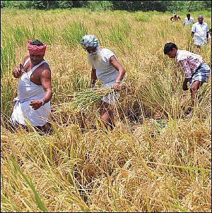 நாட்டு மாடுகளின் மகத்துவம்... நம்மாழ்வார் சொல்லிய சூத்திரம்!
