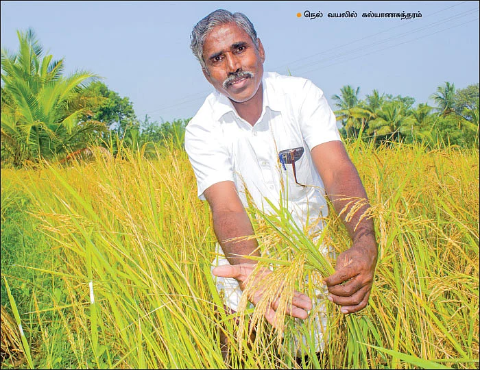 8 ஏக்கர்... பாரம்பர்ய நெல்... ஆண்டுக்கு ரூ. 2,88,000 - மதிப்புக் கூட்டினால் மகத்தான லாபம்!