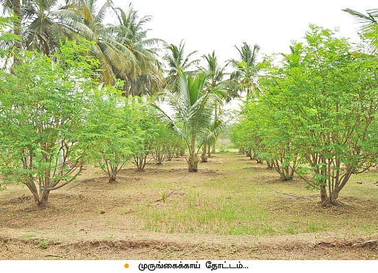 ஒரு ஏக்கர்... ஆண்டுக்கு ரூ.3 லட்சத்து 20 ஆயிரம் வருமானம்...வறட்சியிலும் வருமானம் தரும் நாட்டுமுருங்கை!