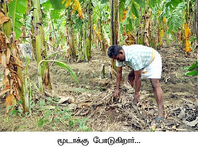 அதிக வருமானம் தரும் அடர்நடவு... சூறாவளி பாதிப்புக்கு சுலப தீர்வு...