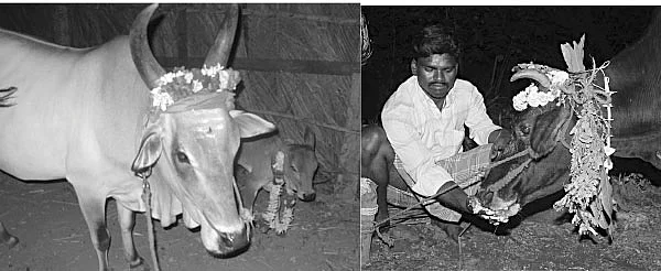 பசுவை போற்றுவோம்...2