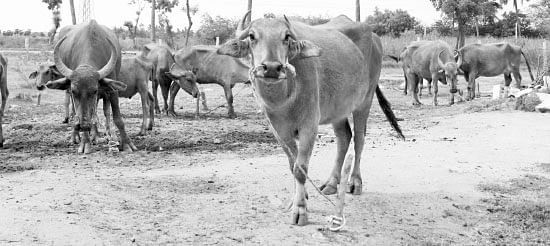 நீங்கள் கேட்டவை : பெரிய வெங்காயத்துக்கு மானியம் கிடைக்குமா?