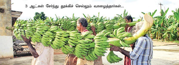 8 சென்டில் 50 ஆயிரம்...