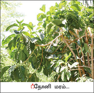 நல்மருந்து - தெரிந்த செடிகள்... தெரியாத பயன்கள்! - 9