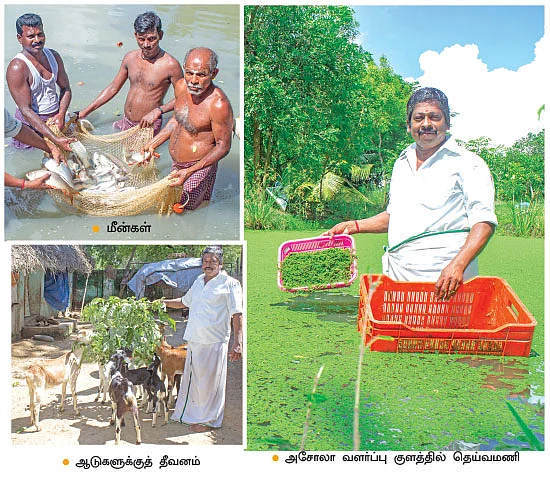 ஆடு, கோழி, மீன், அசோலா, தென்னை... அசத்தும் ஒருங்கிணைந்த பண்ணையம்!