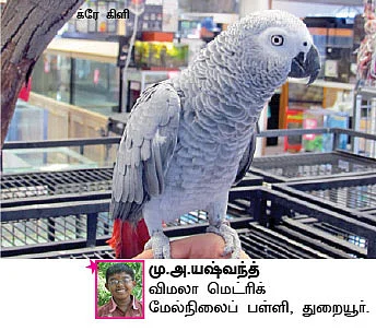 சுட்டி ஸ்டார் நியூஸ்