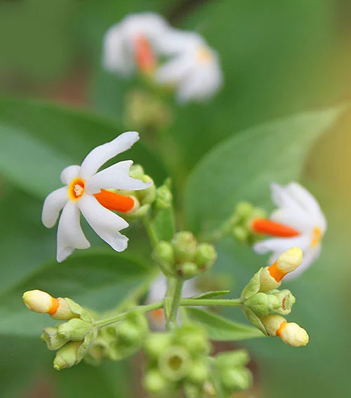 காய்ச்சல் விரட்டும்; முடி வளர உதவும் பவளமல்லி!