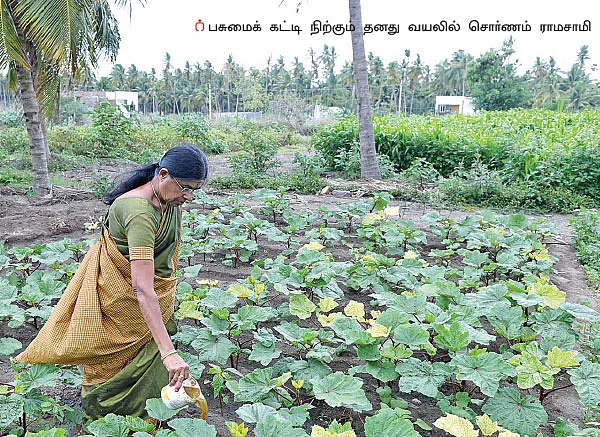 5 ஏக்கர் நிலம்... ரூ. 6 லட்சம் வருமானம் - கீரை, காய்கறிகள், வாழை, தென்னை...