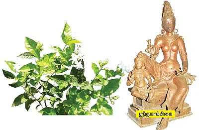 ஆரோக்கியம் அருளும் ஆலய விருட்சங்கள்!