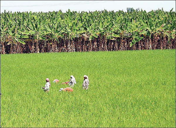 பசுமைச் செயலிகள்... உள்ளங்கையில் உழவு!