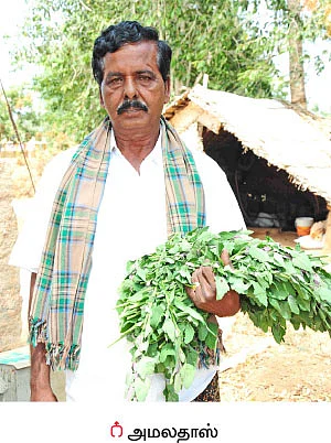 கீரை வாங்கலையோ கீரை!