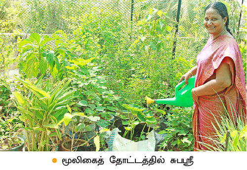 மாடியில் மூலிகைத்தோட்டம்!