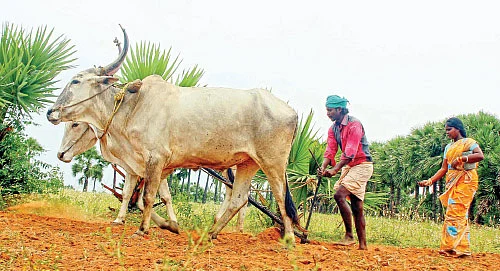 தாமதமான காவிரித் தண்ணீர்... டெல்டாவுக்கேற்ற நெல் சாகுபடி முறை!