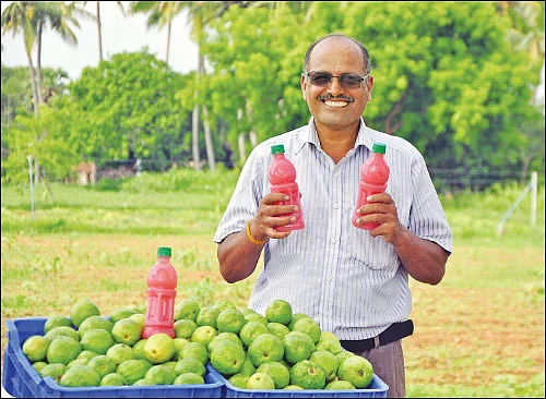 கொஞ்சம் ப்ளஸ்... நிறைய லாபம்! - கொழிக்கும் லாபம் கொடுக்கும் கொய்யாச் சாறு!