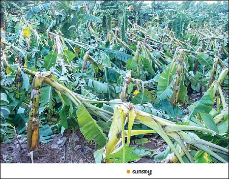 கஜா தாண்டவம் - என்னவாகும் எதிர்காலம்!