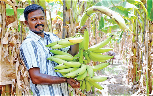 நிச்சய வருமானம் கொடுக்கும் நேந்திரன் வாழை - 1 ஏக்கர்... 10 மாதங்கள்... ரூ 3 லட்சம் லாபம்!