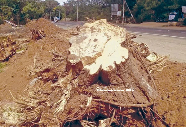 மரங்களை வெட்டிச் சாய்க்கவந்த எந்திரங்கள்... கட்டிக் காப்பாற்றிய மனித உள்ளங்கள்!