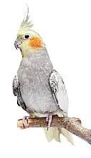 சொன்னதைச் சொல்லும் செல்லங்கள்