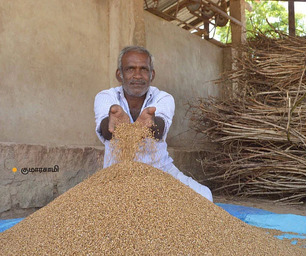 கொத்தமல்லி ஓமம், நித்யகல்யாணி... ஊடுபயிர் மூலம் நிச்சய லாபம்!