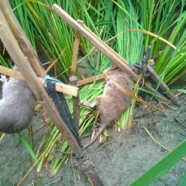 வயல்வெளியில் அமைக்கப்பட்ட பொறியில் சிக்கிய எலிகள்