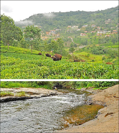 சென்னை to கோத்தகிரி - கோத்தகிரியில் கேத்தரின் அருவிக்குப் போலாமா?