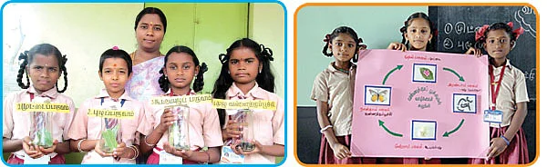 வண்ணத்துப்பூச்சியின் வாழ்க்கைச் சுழற்சி !