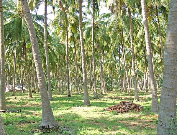 நீங்கள் கேட்டவை: ‘‘இலவச மின்சாரம் மரப்பயிர்களுக்கு உண்டா?’’