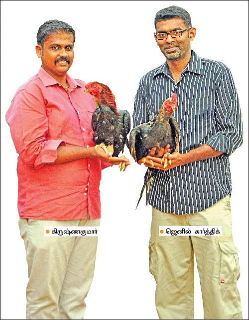 பணம் குவிக்கும் பண்ணைத்தொழில்கள்! - 2 - 380 தாய்க்கோழிகள்... 40 சேவல்கள்... மாதம் ரூ. 2,25,000 - நல்ல லாபம் கொடுக்கும் நாட்டுக்கோழிகள்!