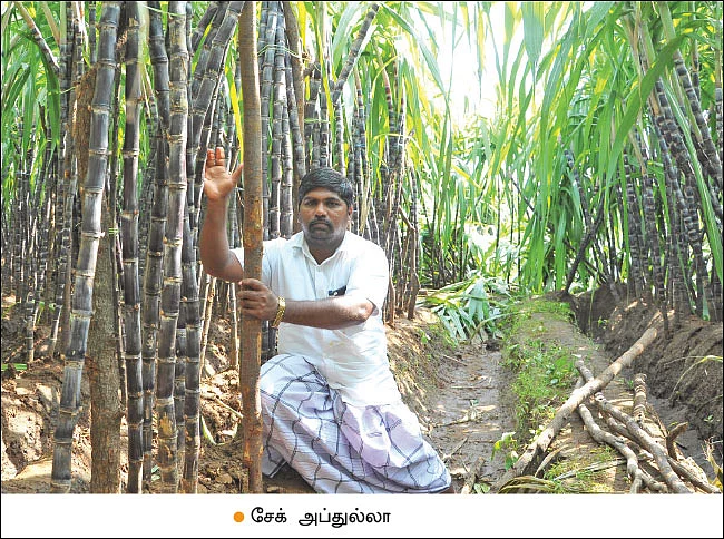 ‘‘கருத்தா வளர்த்து கஜாவுக்குக் காவு கொடுத்துட்டோம்!”