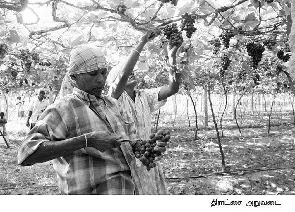 ஏக்கருக்கு... ரூ.4,50,000
