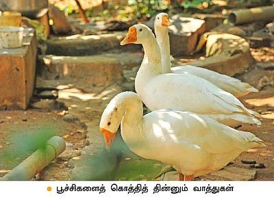 நெல், பப்பாளி, காய்கறிகள், அழகுச் செடிகள்...