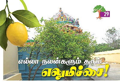 ஆரோக்கியம் அருளும் ஆலய விருட்சங்கள்!