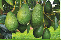பாரம்பரியம் Vs பார்லர் - 10