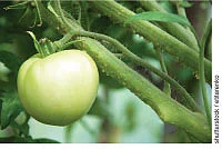 முத்துக்கள் பத்து!