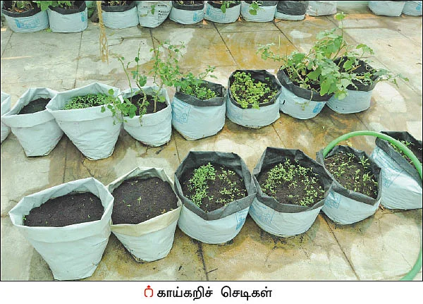 நஞ்சில்லா உணவு... நோயில்லா வாழ்க்கை... மாடித்தோட்டத்தின் மகத்துவம்!