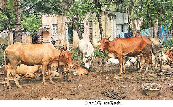 தினமும் ₹ 1,700 - நல்ல லாபம் கொடுக்கும் நாட்டு மாட்டுப்பால்!