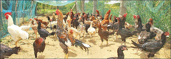விளைச்சலை அதிகரிக்கும் ‘ஆம்’ - உதவிக்கு வரும் உயிரியல் - 11