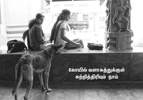 நாரதர் உலா !