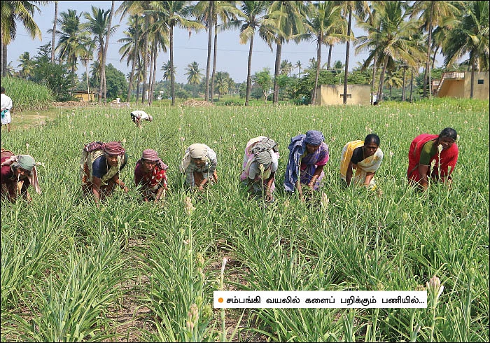 மாதம் ரூ. 30,000... சரியான வருமானம் கொடுக்கும் சம்பங்கி!