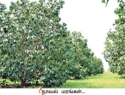 நீங்கள் கேட்டவை: நாட்டு மாட்டுக் கன்றுகள் எங்கு கிடைக்கும்?