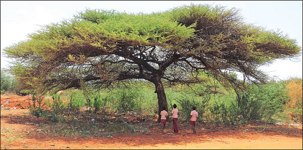 மரம் செய விரும்பு! - 13 - ஆடுகளுக்கு உணவு... மனிதர்களுக்கு விறகு... - சூழலைக் காக்கும் குடைக்கருவேல்!