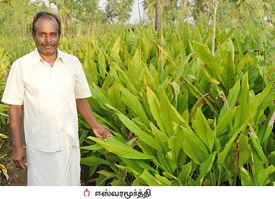 இறங்குமுகத்தில் மஞ்சள் விலை... காத்திருக்கும் விவசாயிகள்!