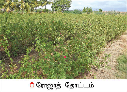 50 சென்ட் ரோஜா... 50 சென்ட் அரளி... மாதம் ரூ 25,000!