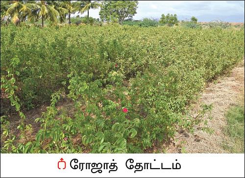 50 சென்ட் ரோஜா... 50 சென்ட் அரளி... மாதம் ரூ 25,000!
