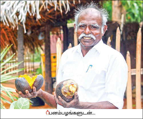 உழவில்லை... உரமில்லை... பராமரிப்பில்லை! - பட்டையைக் கிளப்பும் பனங்கிழங்கு சாகுபடி!