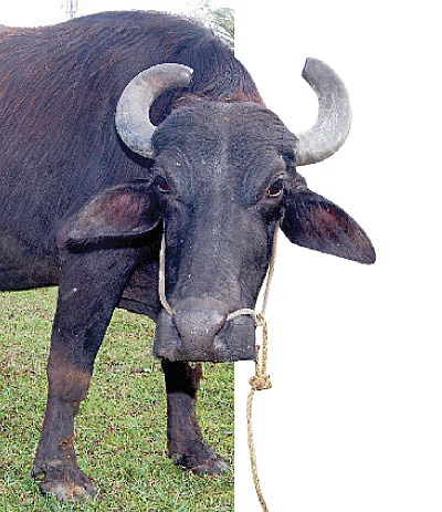 ஏற்றம் கொடுக்கும் எருமைகள்...