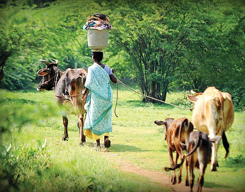 உழைப்பின் வாரா உறுதிகள் உளவோ?