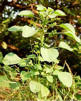 மூலிகை வளம் - குப்பைமேனி!