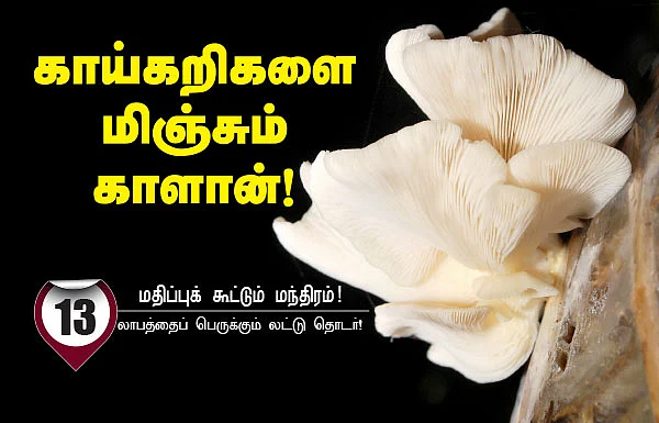 காய்கறிகளை மிஞ்சும் காளான் !
